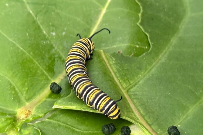 Maui Butterfly Garden - Key Points