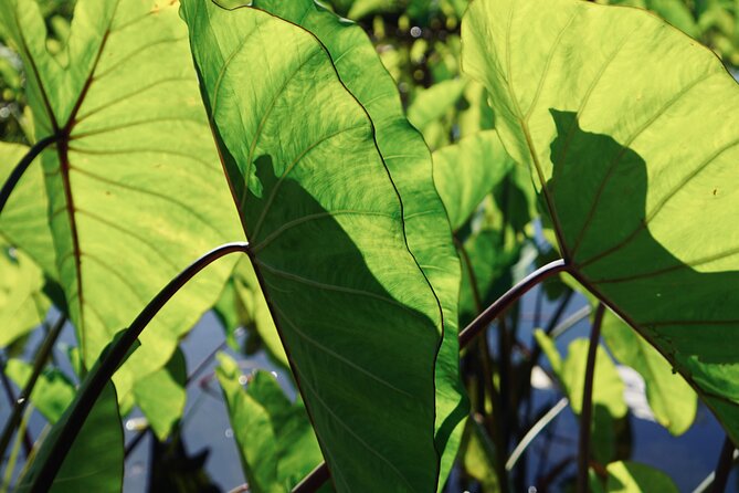 Maui Native Reforestation Experience Review - Good To Know