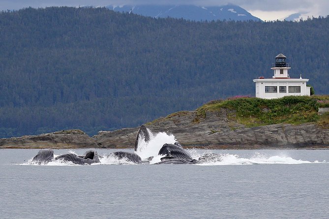 Mendenhall Glacier and Ultimate Whale Watch Combo - Good To Know