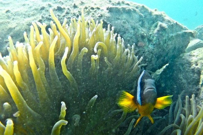 Miyazaki Snorkel Kayak Tour - Good To Know