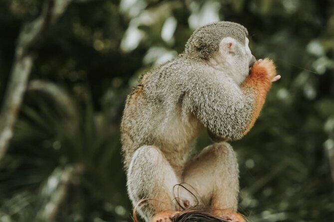 Monkey Jungle With Zip Line - Key Points