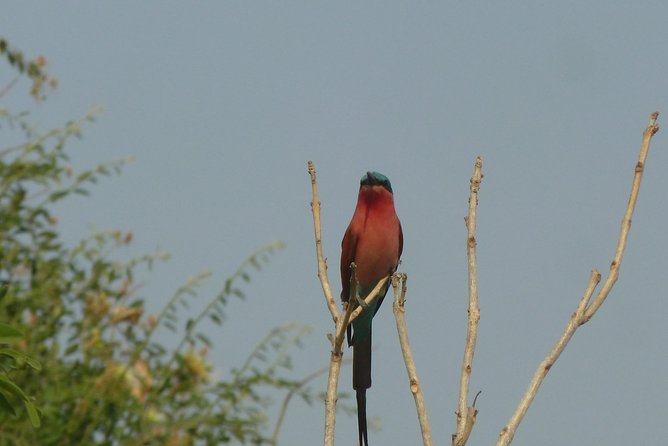 Moremi Game Reserve Day Trip - Key Points