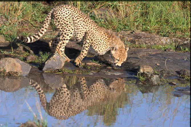 Nairobi National Park Tour - Key Points