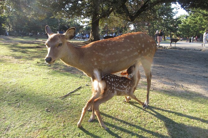 Nara ENGLISH GUIDE, Giant Buddha, Deer Free in the Park - Key Points