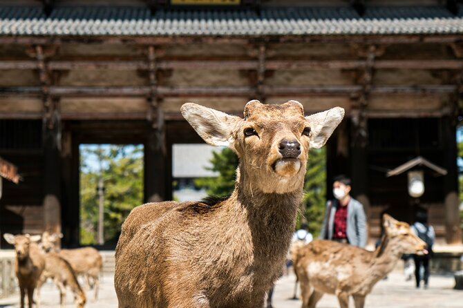 Nara Heritage Walkabout From Nara Park to Todaji Temple - Good To Know