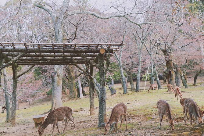 Nara Private Customizable Half Day Tour