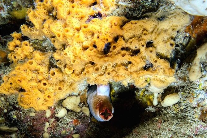 NIGHT DIVING - Dive Into the Darkness and Be Moved by Its Serenity ! - Unveiling the Hidden Gems