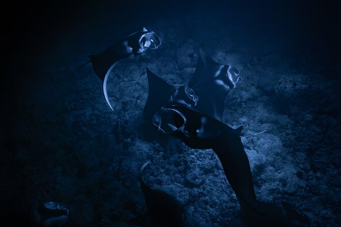 Night Manta Ray Snorkel Review: Unforgettable Experience - Good To Know