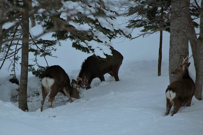 Night Time Snowshoe Hike in Shiretoko National Park - Key Points
