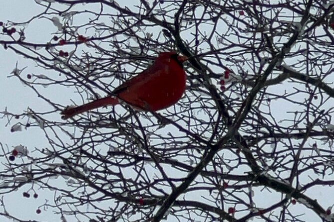NYC Beginner Private Birdwatching Tour Review - Tour Overview
