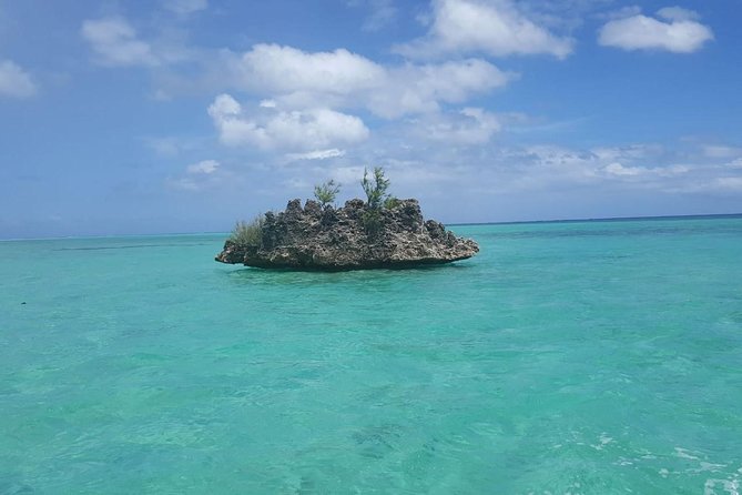 Ocean Swim With Dolphins - Key Points