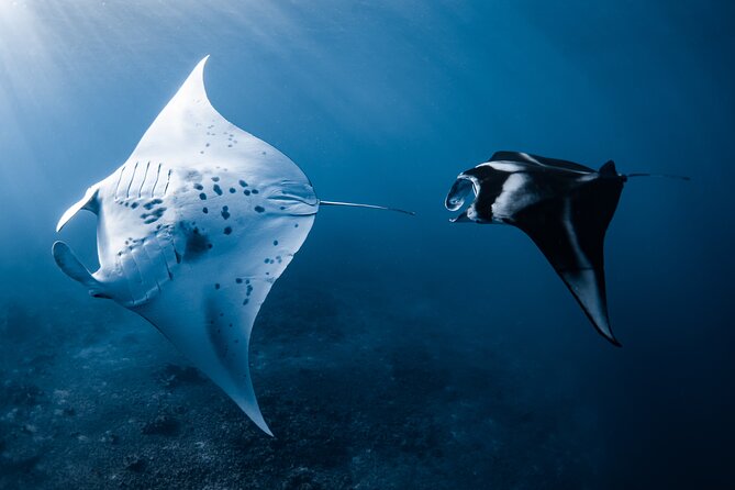 Offshore Safari Adventure in Kona With Underwater Photos
