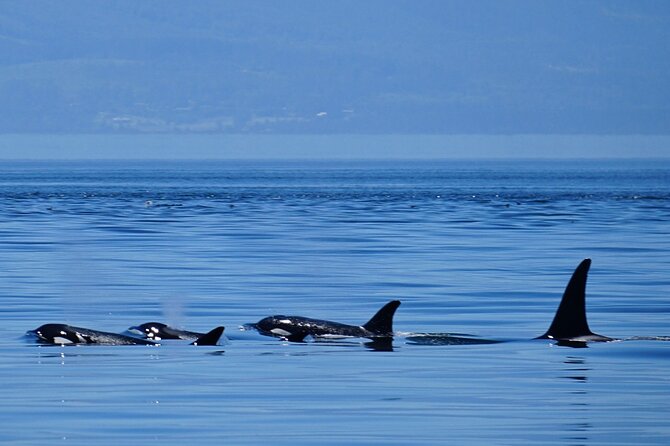 Orca Whale Tour Near Seattle Review - Good To Know