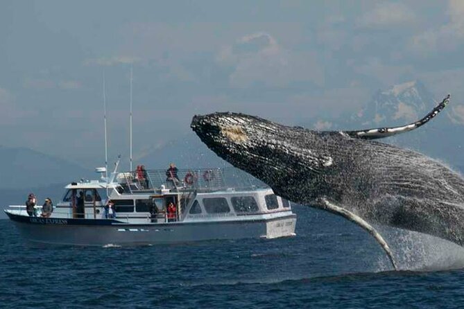 Orcas Island Whale Watching - Good To Know