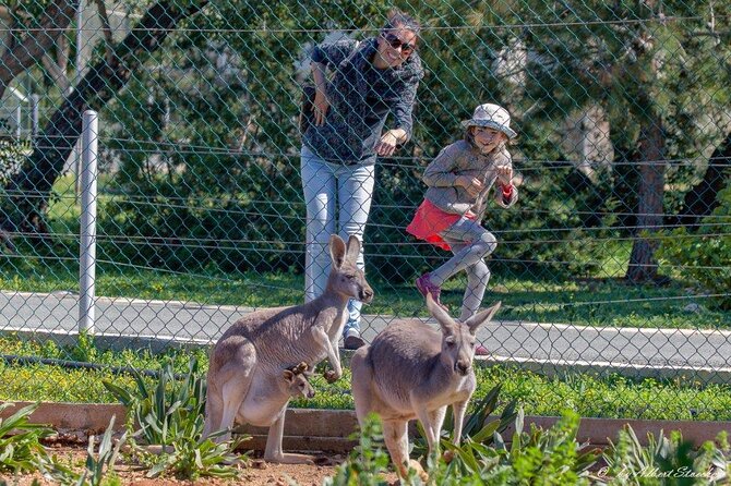 Pafos Zoo Visit & Blue Lagoon Cruise With Local Guide Limassol - Key Points
