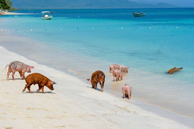 Paradise and Pigs Full Day Excursion From Puerto Plata With Lunch - Key Points