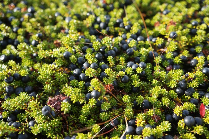 Picking Wild Berries and Making Your Own Jam in Iceland - Key Points