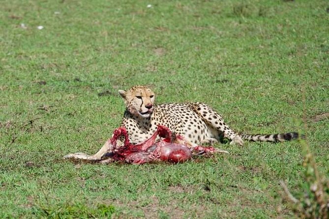 Private 2-day Diani Beach To Tsavo East and West Safari - Key Points