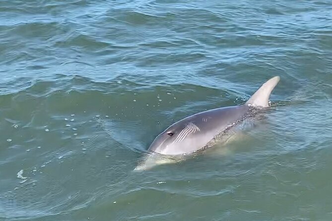 Private 2 Hour Morris Island Cruise Review - Good To Know