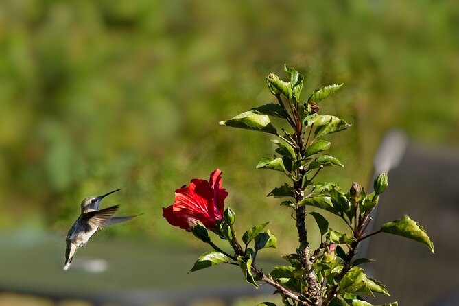 Private Day Tour in Yerette the Home of Hummingbird - Key Points