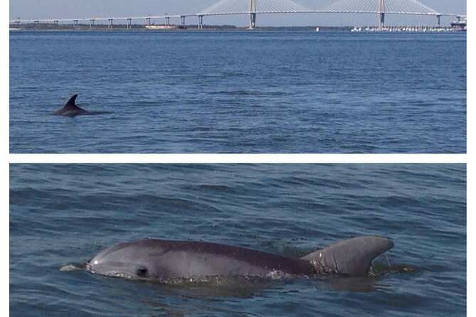 Private Dolphin Tour Charleston SC Review - Tour Overview