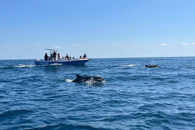 Private Dolphin Watching in Arrábida Natural Park - Whats Included in Your Tour