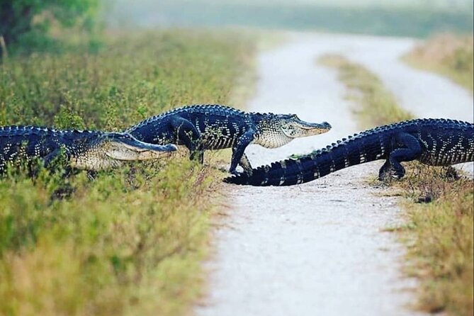 Private Everglades Tour Review: An Unforgettable Experience - Good To Know