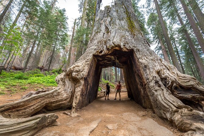 Private Full Day Yosemite Tour Review - Tour Highlights