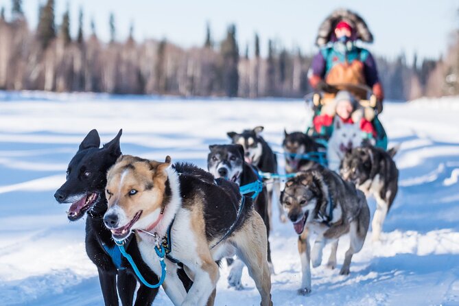 Private Guided Dog Sledding on the Historic Yukon Quest Trail - Good To Know