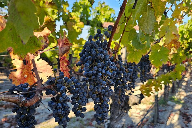 Private Guided Wine Tour of Napa Valley - Overview of the Tour