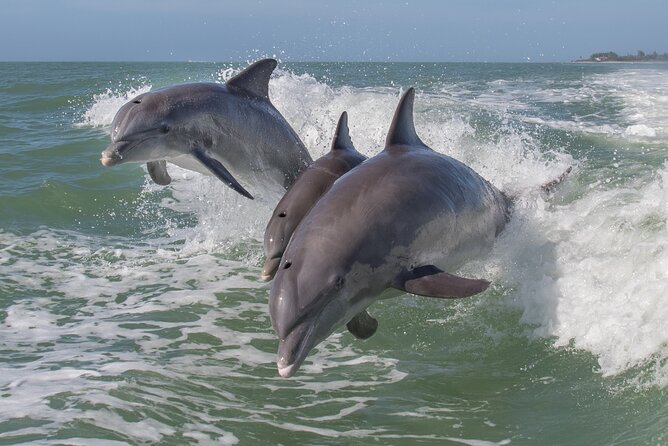 Private Historical Wildlife and Dolphin Cruise South Padre Island - Good To Know