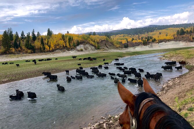 Private Horseback Riding in Wyoming Review - Meeting Point and Logistics