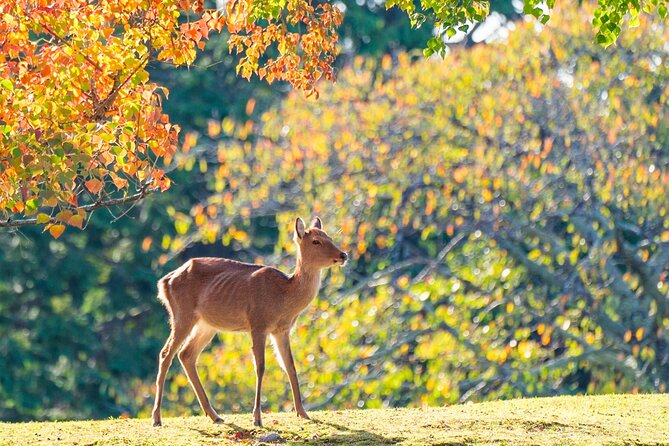 Private Nara Experience With Local Guide - Key Points