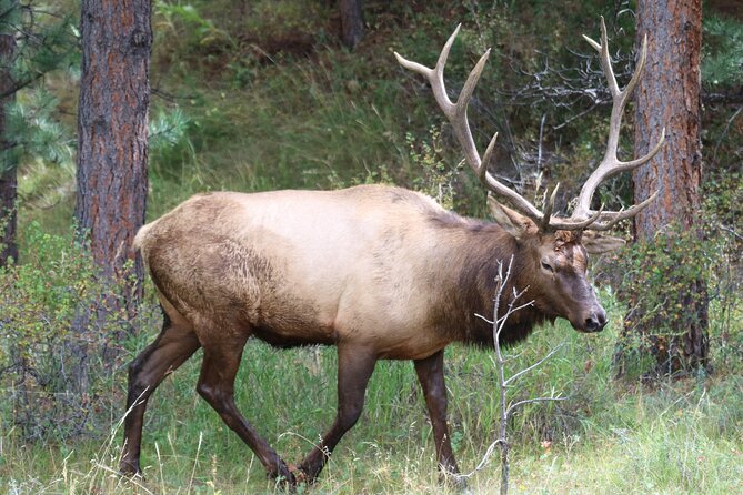 Private Rocky Mountain National Park Tour Review - Good To Know