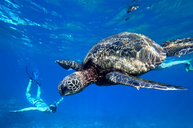 Private Snorkel With Beach Set-Up - Key Points