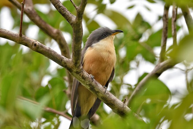 Private Tour Bird Watching in St Lucia - Key Points