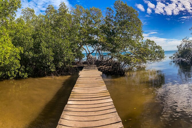Private Tour Magic Mangrove Paddle in Beef Island Lagoon - Key Points