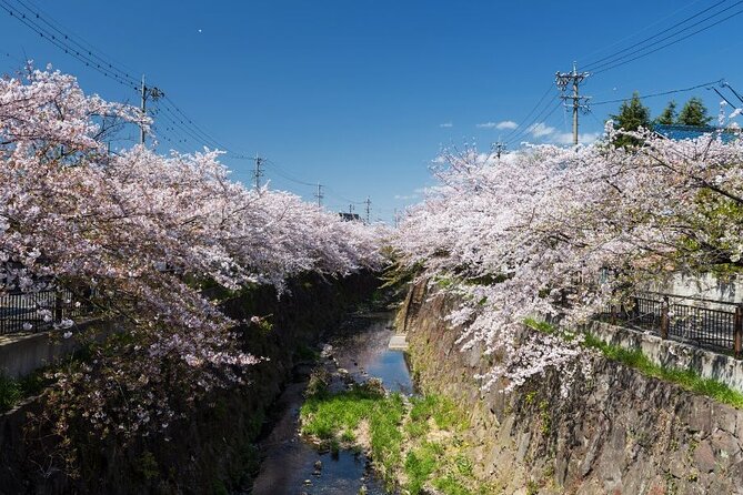 Private & Unique Nagoya Cherry Blossom Sakura Experience - Good To Know