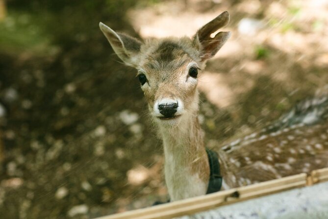 Private Visit to the Animals of the Enchanted Village in Spoleto - Key Points