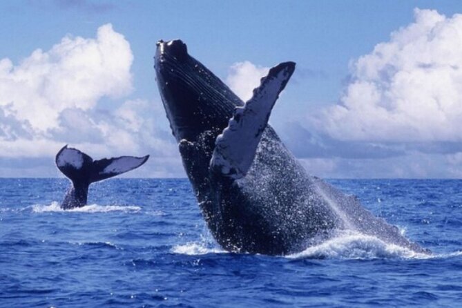 Punta Cana :Whale Watching+City Tour+Cayo Levantado All Inclusive - Key Points