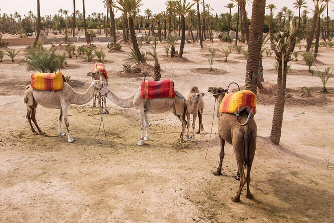 Quad Bike & Camel Ride & Lunch in Agafay Desert - Key Points