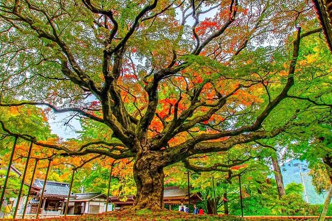 Raizansennyoji Futamigauras Couple Stones Day Tour From Fukuoka - Key Points