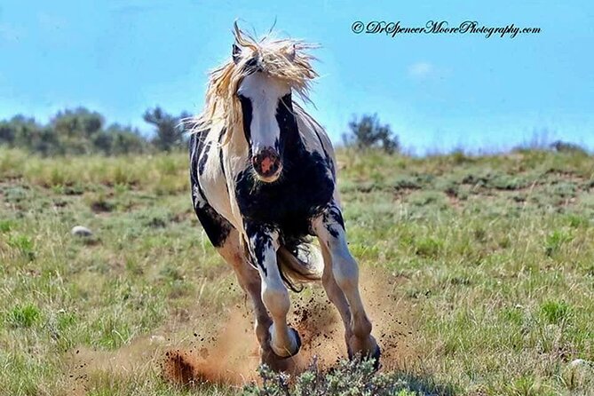 Red Canyon Small Group Wild Mustang Van Tours in Cody Wyoming - Key Points