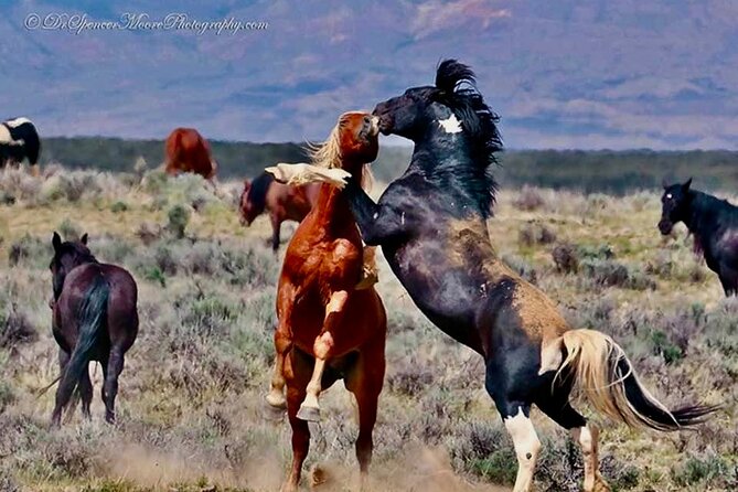 Red Canyon Wild Mustang Safari Review - Tour Overview