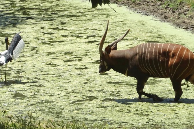 Redwoods and Wild Safari Adventure Review - Tour Overview and Highlights