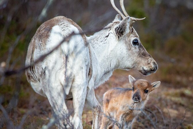 REINDEER CALVING EVENING TRIP - a Peaceful Walk to the CALVING Area - Key Points