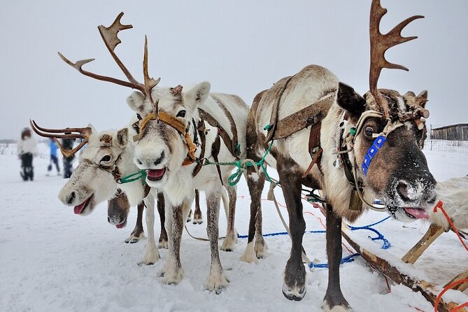 Reindeer Family Trip and Visit to the Husky Kennel - Key Points