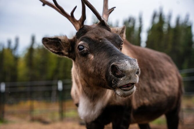 Reindeer Meet and Greet Review: Disappointing Experience - Overview and Details