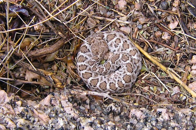 Reptile Hunting in The Sonoran Desert Review - Good To Know