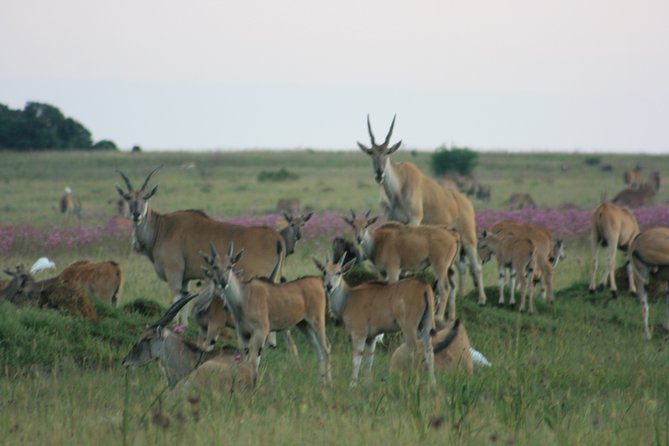 Rietvlei Nature Reserve Half-Day Tour From Pretoria, Every TUESDAY - Highlights of the Half-Day Tour